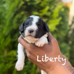 Liberty - Parti female Poodle puppy in Dover, Delaware from Dogtastic Poodles