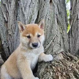 Ollie - Red male Shiba Inu puppy in Carpentersville, Illinois from Veronika's Shiba Inus