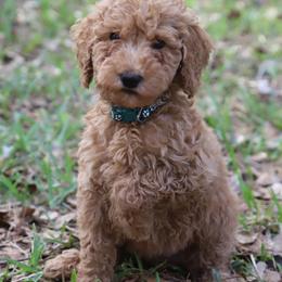 Belle - Apricot female Goldendoodle puppy in Macclenny, Florida from Baker County Goldendoodles
