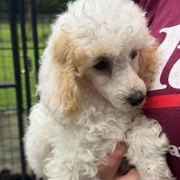 Lil Jean - Parti female Poodle puppy in Florence County, South Carolina from Modern Family Standards