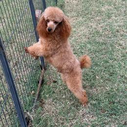 Katai - Red  male Poodle puppy in Tecumseh, Oklahoma from Poodles in the Garden