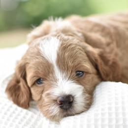 Precious - Apricot female Goldendoodle puppy in Berlin, Ohio from Doodle Babys