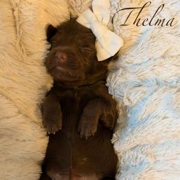 White Collar - Chocolate female Goldendoodle puppy in Blanchard, Oklahoma from Dream Doodles by Dondi