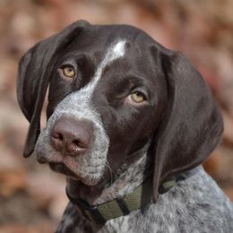 German Shorthaired Pointers from Claddagh Kennels