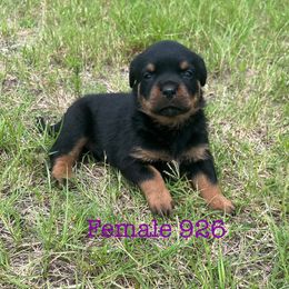 Female 926 - Black and mahogany female Rottweiler puppy in Ocala, Florida from Southeast Companion & Protection Dogs