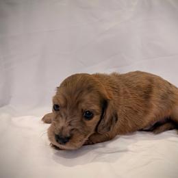 Cricket - Dapple male Dachshund puppy in Southwest Ranches, Florida from Breezy Florida Dachshunds