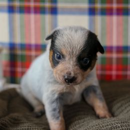 Azalea - Blue speckled female Australian Cattle Dog puppy in Gatlinburg, Tennessee from Greenbrier