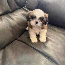 Tiny - Brindle and white male Shih Tzu puppy in Centralia, Illinois from Niepoetter Shih Tzus