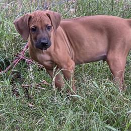 Silver collar - Rd whtn blk nose male Rhodesian Ridgeback puppy in Ocala, Florida from Avanti Ridgebacks