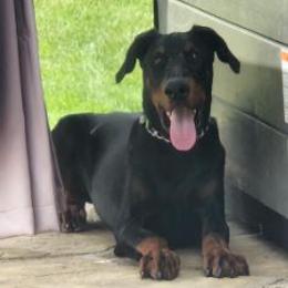 Dante - Black and rust male Doberman Pinscher puppy in Boyd, Texas from Team Feem Breeders