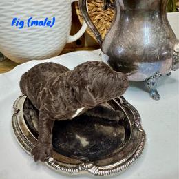 Fig - Chocolate male Labradoodle puppy in Candler, North Carolina from Maple Bakin’ Doodles