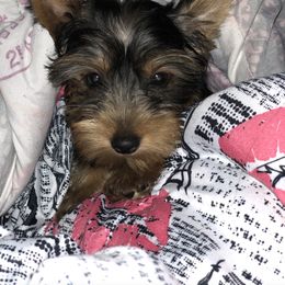 Yorkshire Terrier Puppies from YorkiStars