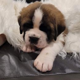 Saint Bernard Puppies from Split Rock Saints