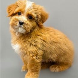Emerson - Red male Yorkipoo puppy in Lebanon, Kentucky from Mosaic Merle Doodles