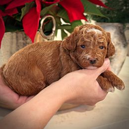 Green Collar Boy - Apricot male Poodle puppy in Modesto, California from Dry Creek Poodles