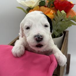 Girl 4 - female Sheepadoodle puppy in Camden, North Carolina from Luv My Doodle