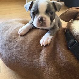 Boston Terrier All Grown Up from Smith Sister Kennels