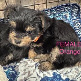 Lisa-Peach - Black and tan female Yorkshire Terrier puppy in Lampasas, Texas from Lone Star Yorkies Texas