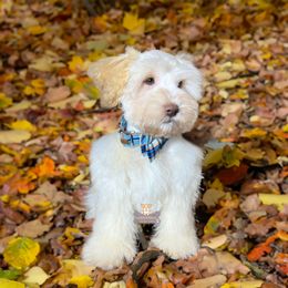 Kevin - Wheaten male Miniature Schnauzer puppy in Macks Creek, Missouri from Fluffy Buttz
