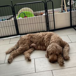 Goldendoodle Puppies from Teddy Grace Doodles