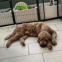 Goldendoodle Puppies from Teddy Grace Doodles