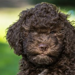 Belina - Brown Lagotto Romagnolo puppy in Silverton, Oregon from Briarwood Lagotto Romagnolos