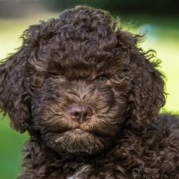 Belina - Brown Lagotto Romagnolo puppy in Silverton, Oregon from Briarwood Lagotto Romagnolos