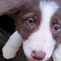 Border Collies from Peaceful Acres Wheeling