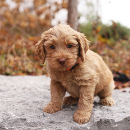 Orange - Caramel male Australian Labradoodle puppy in Williamstown, New York from Lewis Manor Labradoodles