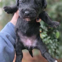 Patty - Black and white female Schnoodle puppy in Timmonsville, South Carolina from For the LOVE of Poodles, Doodles and Sheepdogs