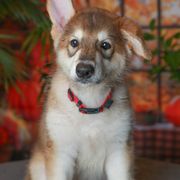 Lysithea - Tamaskan puppy from Ageli Lykon