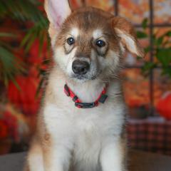 Lysithea - Tamaskan puppy from Ageli Lykon