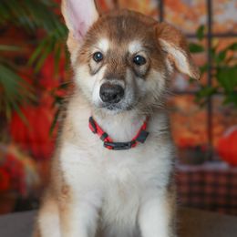 Lysithea - Tamaskan puppy from Ageli Lykon
