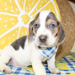 Boone - Blue tan and white male Basset Hound puppy in Antlers, Oklahoma from Rocking H