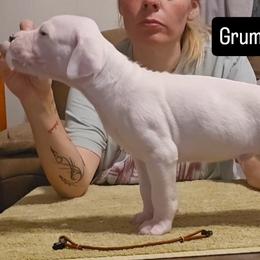 Grumpy - White male Dogo Argentino puppy in Bear River City, Utah from Valkka Kennels