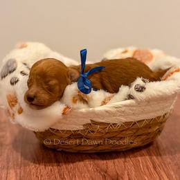 Bandit (Dark Blue Collar Male) - Red  male Goldendoodle puppy in Santa Clara, Utah from Desert Dawn Doodles
