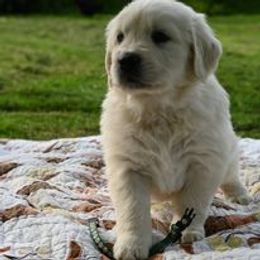 Golden Retriever Puppies from Smokey Mountain English Goldens