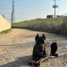 Cane Corso Puppies from JSM Corsos