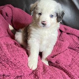 Blue Merle male - Blue merle male Miniature Australian Shepherd puppy in Taunton, Massachusetts from Checkered Flag Champions Mini Aussies