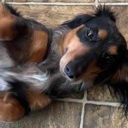 Dachshunds from Dashing Dachshunds