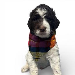 Isaiah - Parti male Goldendoodle puppy in Prosperity, Pennsylvania from Stelladoodles & Company