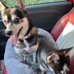 Alaskan Klee Kai All Grown Up from Lakeside Alaskan Klee Kai
