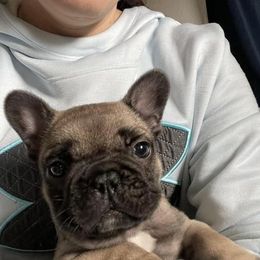 French Bulldogs from Northwest Coastal French bulldogs