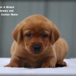 Green collar male - Yellow male Labrador Retriever puppy in Huntington, Texas from Soggy Bottom Retrievers