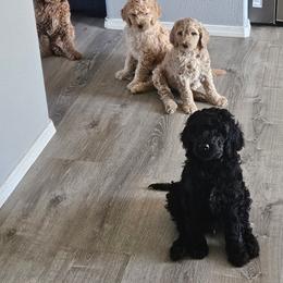 Goldendoodle Puppies from Lucy's Golden Doodles