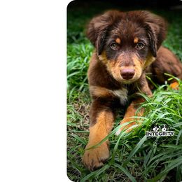 Australian Shepherd and Miniature Australian Shepherd Puppies from Integrity Aussies Tx