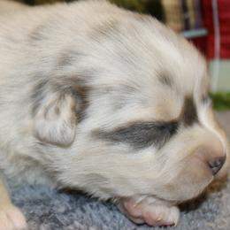 Blue Merle Dilute - Blue merle female Miniature Australian Shepherd puppy in Ronan, Montana from Dirt Road Aussie’s of Montana