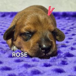 Coming soon - Red female Dachshund puppy in Blair, Oklahoma from North Fork Doxies-Okla