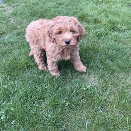Goldendoodle Puppies from Mini Goldendoodles of New England