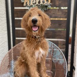 Goldendoodle All Grown Up from Goldendoodle AZ